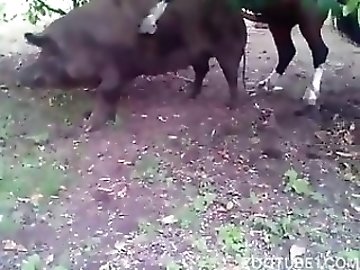 Ruined Orgasm zoo